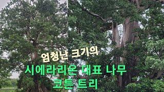 엄청난 크기의 시에라리온 대표 나무 (코튼 트리 Cotton Tree)