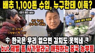 중국반응ㅣ김장철 대비 중국산 배추 1,100만 톤 수입은 과연 누구에게 이득일까?ㅣ배추가 안 팔려서 울고만 있는 중국 농부들ㅣ중국 배추 가격