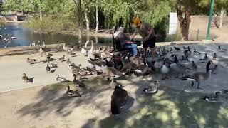 Duck park in Simi Valley California