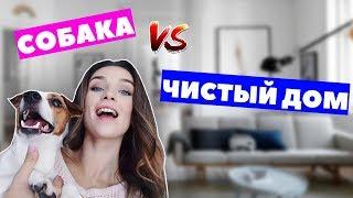 ЛАЙФХАКИ ДЛЯ ЧИСТОТЫ И ПОРЯДКА В ДОМЕ, ЕСЛИ У ВАС ЖИВЕТ СОБАКА