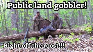 Virginia Public Land Mountain Gobbler! Spring Gobbler Turkey Hunt 2024 - Ridge Raised Outdoors