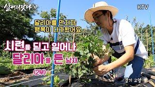 (살어리랏다5) 2부 - 시련을 딛고 일어나 달리아를 든 남자 koreatv, dahlia, flower, interior, cuttings, gardening (경기 고양)