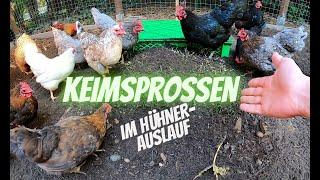 Hühner Tipp 27 - Grünfutter im Auslauf anziehen - Keimsprossen und Weizengras - Hühnerfutter