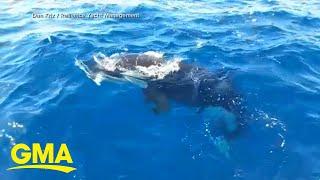 Video shows orca biting off boat’s rudders in waters off Spain l GMA