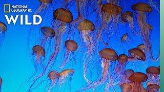 Jellyfish 101 | Nat Geo Wild