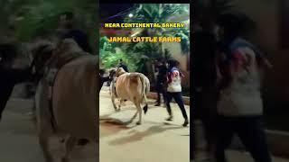 CONTINENTAL BAKERY 2024 || JAMAL CATTLE FARMS 2024 #bakraeid #cow #cowvideos #eiduladha2024 #bull