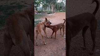 Give it to your brother  #dogshorts #doglover #dongthaptv #dongvideo #dongthaptvonline #dongeng