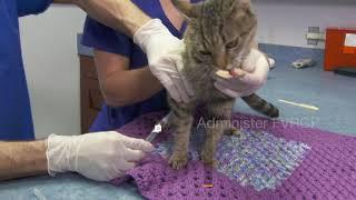 ASPCA Feline Subcutaneous Vaccination How-To