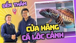 Cùng Cá Cảnh Thái Hoà ghé thăm cửa hàng cá lóc cảnh của anh Vario Lê tại Hà Nội