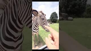 "Witness the Beauty and Grace of Zebras in the Wild" #animalplanet #wildlifeconservation #nature