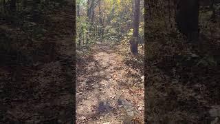 Backroad Trail #Mountains #Hiking #Adventure #Hunting #Fishing #Explore #Animals #Scenic #Travel
