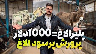 شیر الاغ خوردم برای اولین بار  معرفی و قیمت محصولات الاغ
