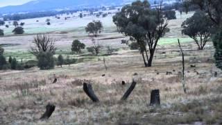 The best Gun for Hunting Australian Wild Pigs Part 3 - The Hunt