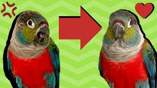 MY BIRD HATES ME ... MUCH LESS NOW | TheParrotTeacher