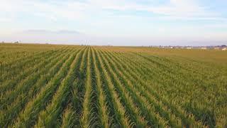 Free Stock Footage - California Agriculture Cornfield Aerial Drone Flyover 4k