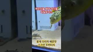 꽃게 다리의 매운맛을 봐야 정신차릴랑가?