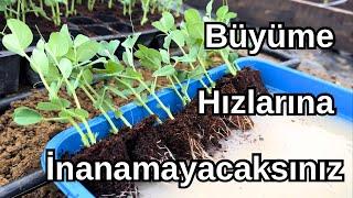 Bu Karışım Bitkileri Çıldırtıyor