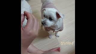 혓바닥에 스프링이 달렸어??#강아지알약먹이기#퉤#맛없어#자동반사