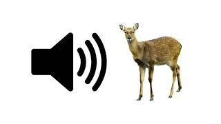 Deer - Sound Effect