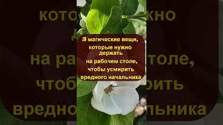 3 магические вещи, которые нужно держать на рабочем столе, чтобы усмирить вредного начальника