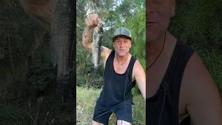 NATIVE AUSTRALIAN RIVER BLACKFISH   #australiannature #nativeaustralia #fishing