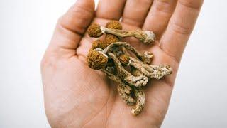 Magic Mushroom Shops Opening Across the Country