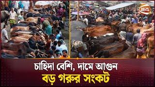 পশুর হাটে গরুর চেয়ে ক্রেতা বেশি | Gorur Haat | Rajshahi | Channel 24