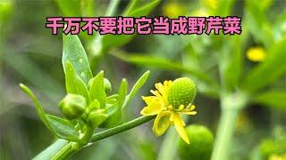 同野芹菜非常相似的植物石龙芮你可要认清，采错了就麻烦了