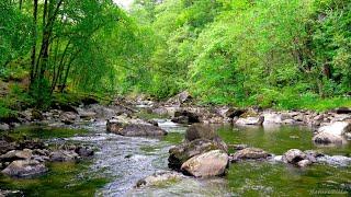 Conwy River Flows in Rocky Forest. Relaxing Water, Sleep Sounds. River Sound for Calmness, Meditate.