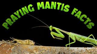 Praying Mantis Facts