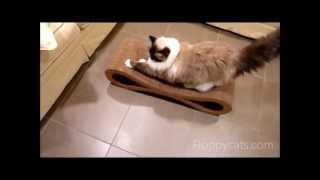 Ragdoll Cats Receive Karma Products Infinity Cat Scratcher - ねこ - ラグドール -- Floppycats