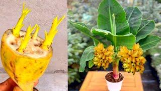 I am Trying To Grow Banana Plant From Seeds- Easy And Success Technique