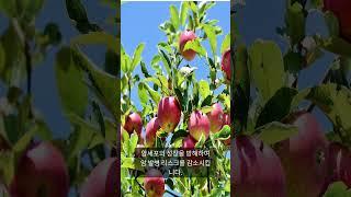 100세까지 살수있는?사과 5가지 효능