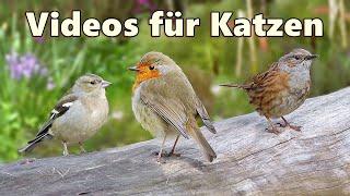 Videos für Katzen Zum Spielen ~ Vögel im Wunderland ⭐ Katzenfernsehen Vögel ⭐