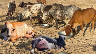 Desi Cholistani Rathi Cows Farming  Profitable Model by Ali Randhawa Sb