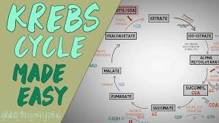 KREBS CYCLE MADE EASY - Krebs cycle Simple Animation. Carbohydrate Metabolism Lesson