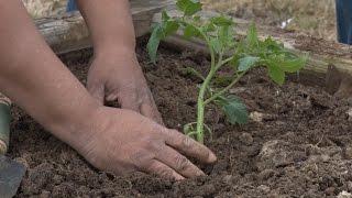 Planting Tomatoes - Family Plot