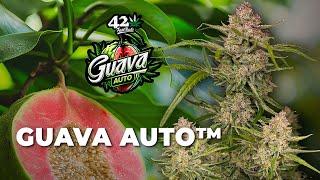 Guava Auto |  | Strain Review | Fast Buds | Hybrid