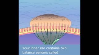 Macula Demo - Basics of Vestibular System