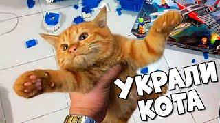 КИТАЙЦЫ УКРАЛИ МОЕГО КОТА