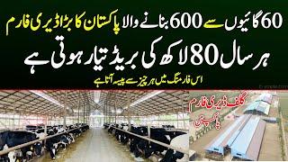 Biggest Dairy Farm of Pakpattan 600 cows 3 shed