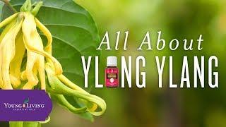 All About Ylang Ylang | Young Living Essential Oils