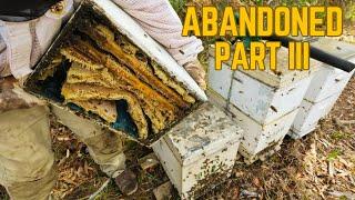 Rotten Honey is Just the Beginning  | The First Full Brood Inspection of the Abandoned Beehives.