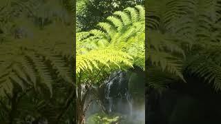 #viral #travel #forest #forestsounds
