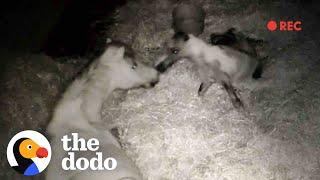 Security Camera Catches Baby Horse Being Born | The Dodo