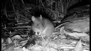 Australia's native Bush Rat: Rattus fuscipes