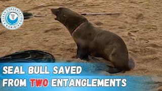 Seal Bull Saved From TWO Entanglements