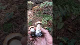Boletus edulis, King Bolete, Cep #shorts #trending #new #foryou #nature #forest #wood #mushroom #fyp