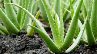 Aloe||How to grow Aloevera||Easy technique||Greenkiran Part-6||World Environment Day