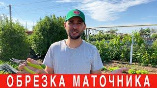 Обрезка маточников (клубника)